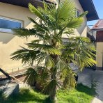 Palma konopná (Trachycarpus fortunei) - výška kmeňa 100-120 cm, celková výška 200-250 cm, kont. C70L (-17°C)